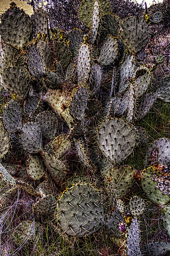 Prickly Pear Cactus at Tonto National Monument Photograph by Roger Passman