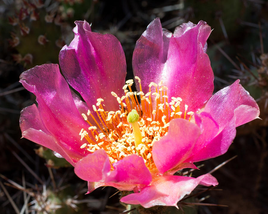 Spring Photograph - Prickly Pear Cactus Bloom by Allen Lefever