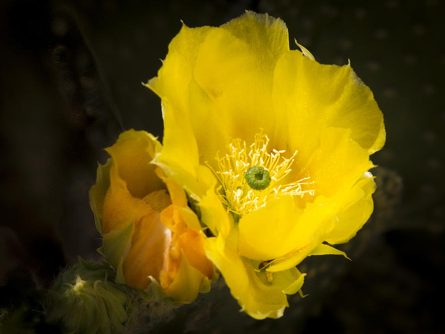 Prickly Pear Cactus Bloom Photograph by Jean Noren