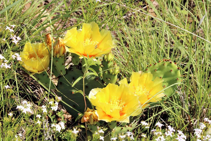 Prickly Pear Cactus Blooms Photograph by Sheila Brown