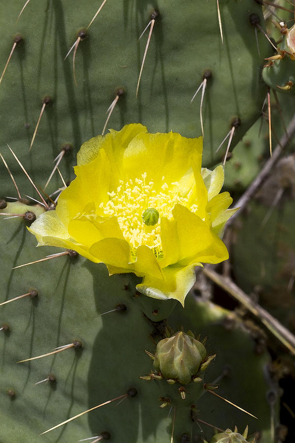 Garden Photograph - Prickly Pear Cactus Blossom - Opuntia littoralis by Kathy Clark