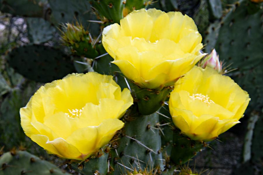 Prickly Pear Cactus Blossoms Photograph by Larry Ricker