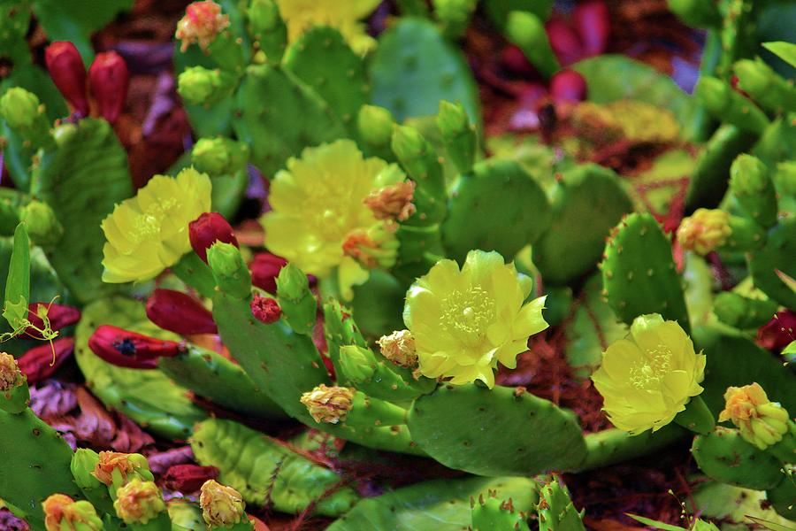 Unique Photograph - Prickly Pear Cactus by Cynthia Guinn