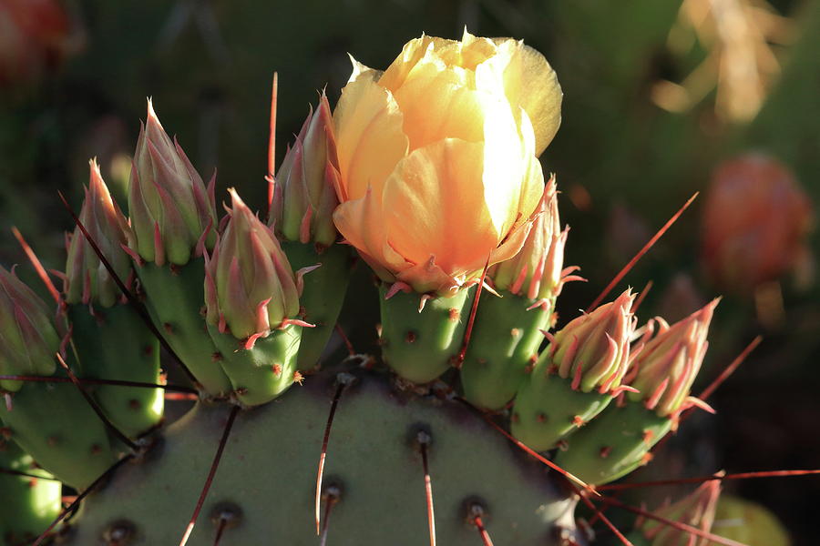 Prickly Pear Cactus Photograph by David Diaz