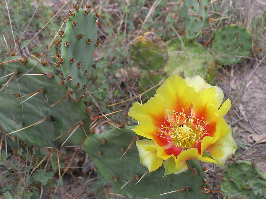 Prickly Pear Cactus Flower Painting by Adam Johnson
