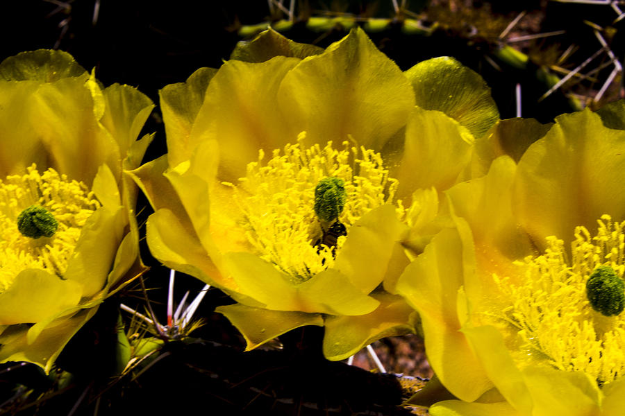 Prickly Pear Cactus Flowers Photograph by Roger Passman
