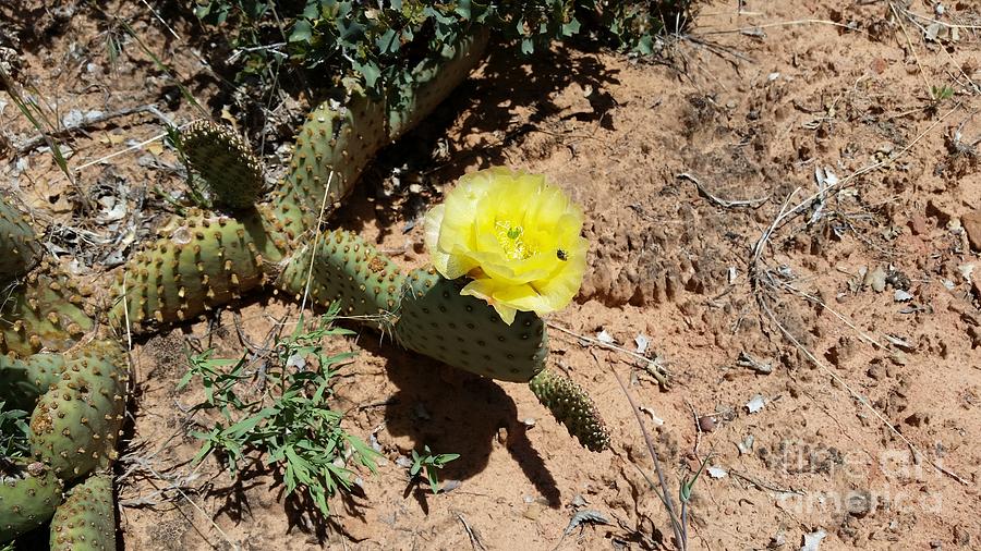 Prickly Pear Cactus Photograph by Fortunate Findings Shirley Dickerson