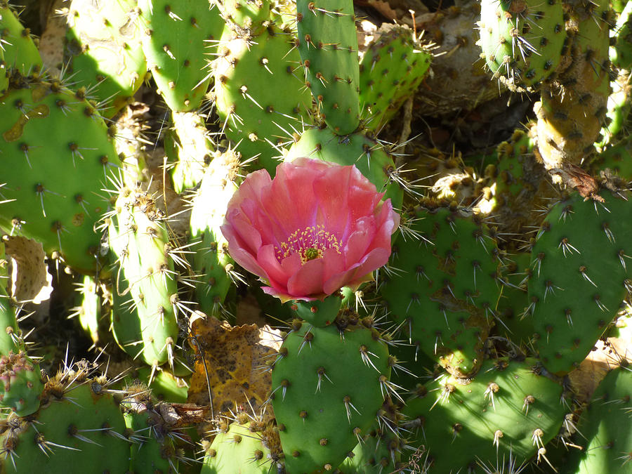 Prickly Pear Cactus in Bloom Photograph by Andrea Freeman - Pixels