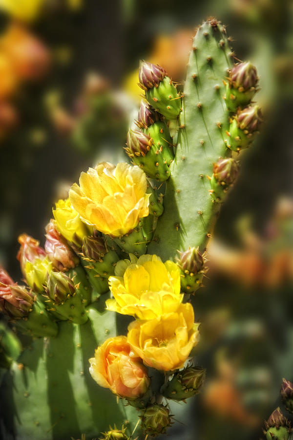 Prickly Pear Cactus in Bloom Photograph by Bob Coates