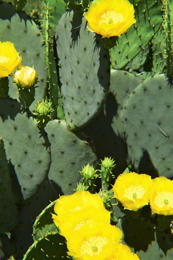 Prickly Pear Cactus In Bloom Photograph By Mary Ann Artz