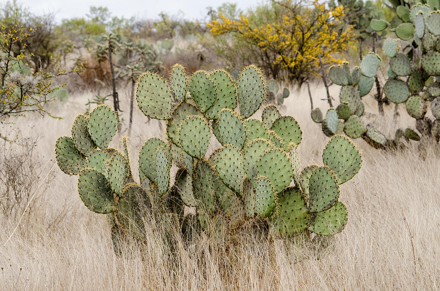 Prickly pear cactus in dry grasslands. Photograph by Rob Huntley
