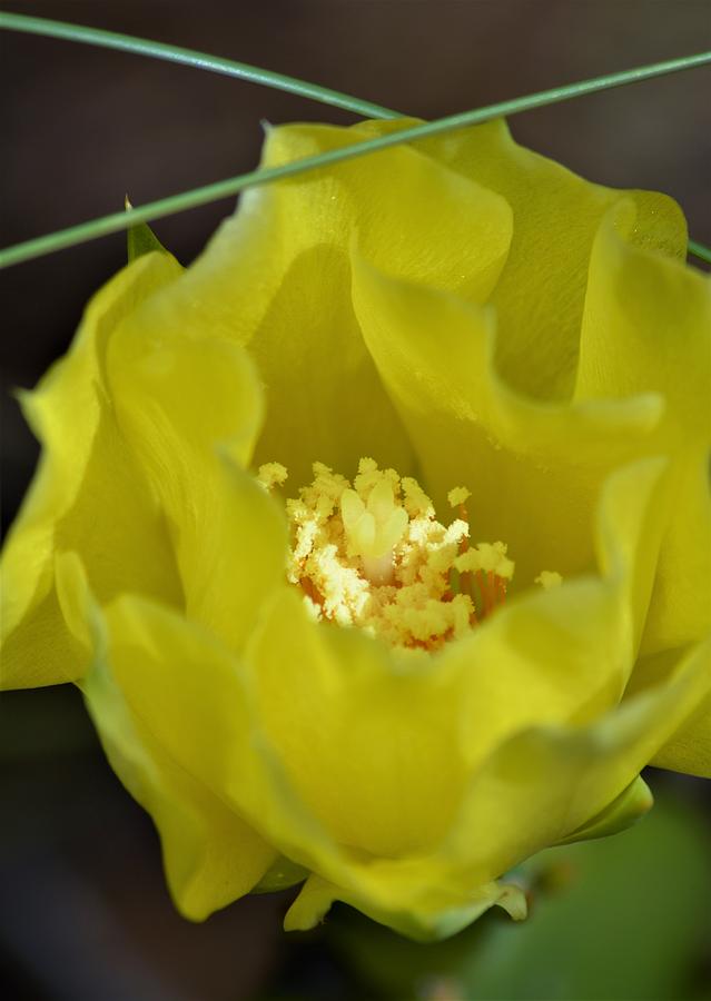 Prickly-Pear Cactus Macro Photograph by Warren Thompson