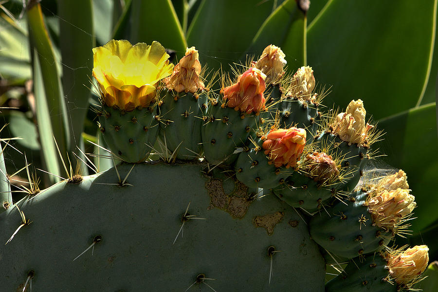 Prickly Pear Cactus Photograph by Michael Gordon