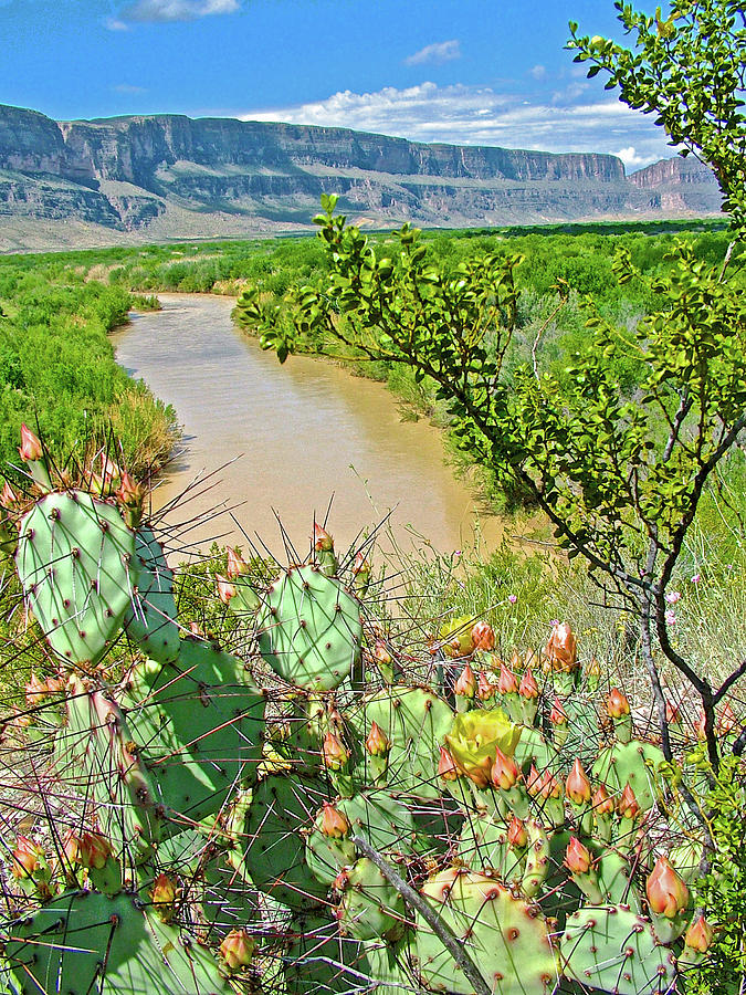 Prickly Pear Cactus near Rio Grande East of Santa Elena Canyon in Big Bend National Park, Texas  Photograph by Ruth Hager