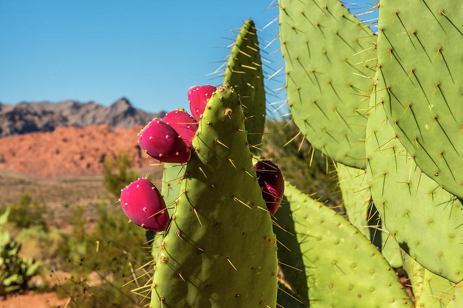 Prickly Pear Cactus Photograph by Paul Freidlund