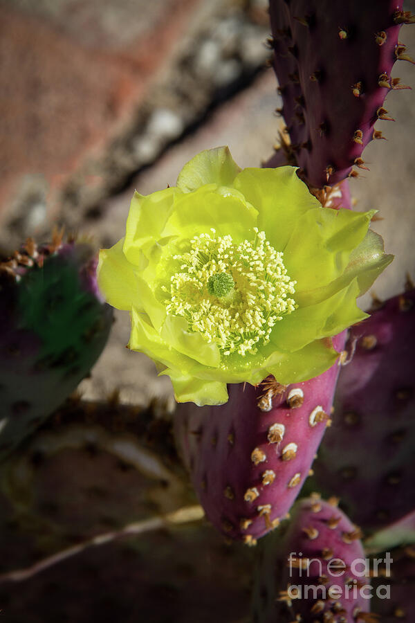 Prickly Pear Cactus Photograph by Robert Bales