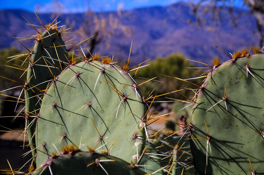 Prickly Pear Cactus  Photograph by Roger Passman