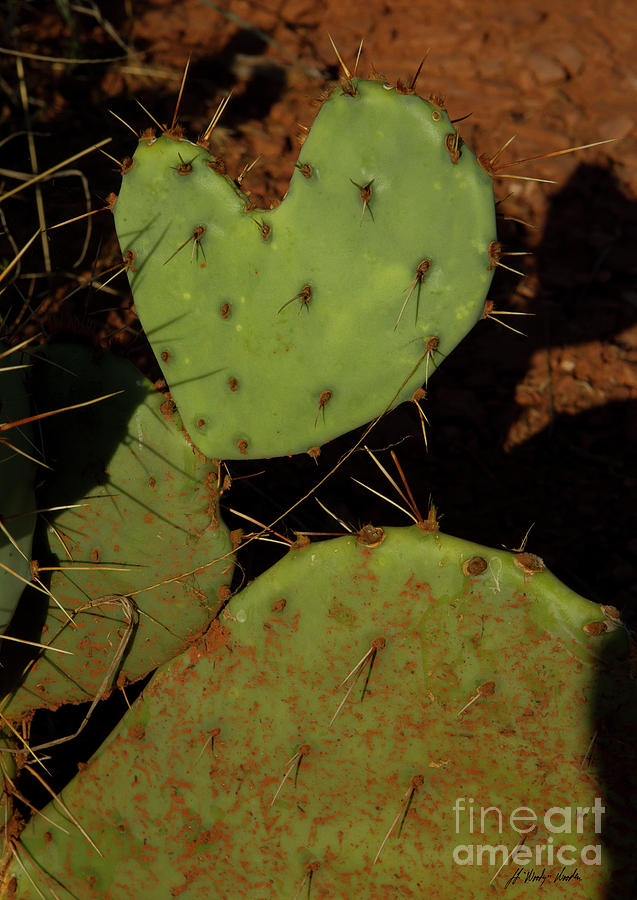 Prickly Pear Cactus-Signed-#5684 Photograph by J L Woody Wooden