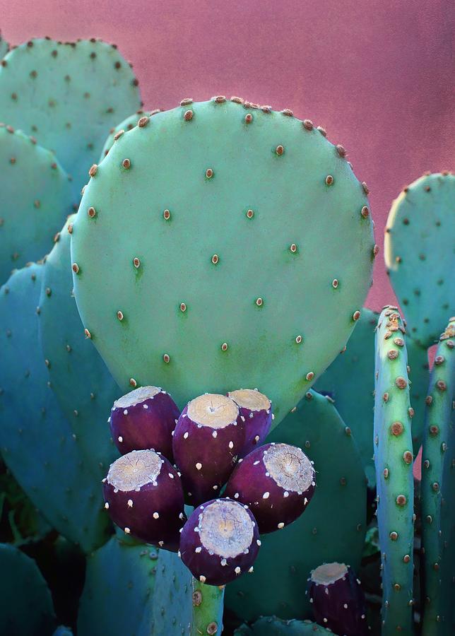 Prickly Pear - Cactus - Spineless Photograph by Nikolyn McDonald