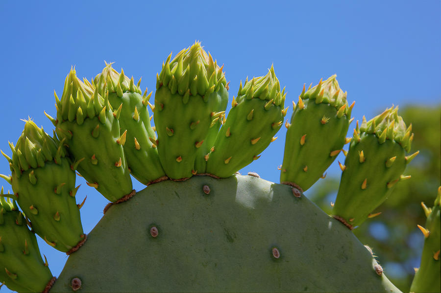 Prickly Pear Cactus Photograph by Steve Gravano