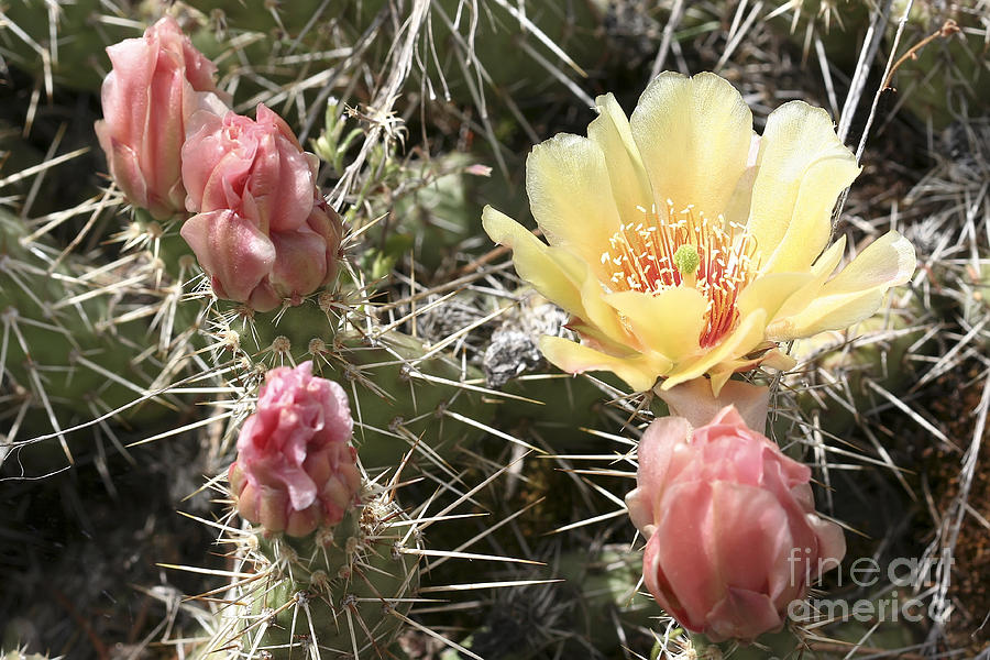 Prickly Pear Cactus  Photograph by Teresa Zieba