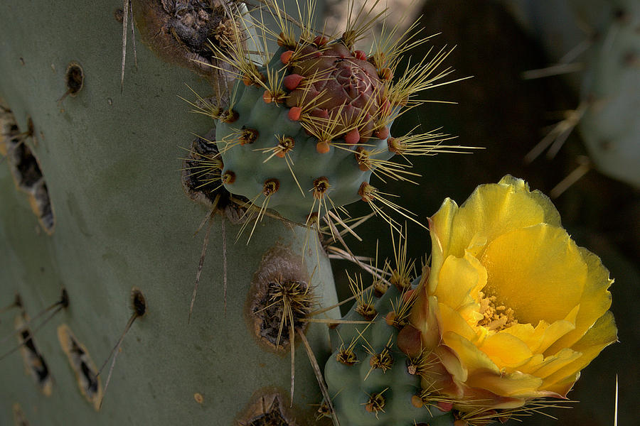 Prickly Pear Cactus Up Close Photograph by Michael Gordon