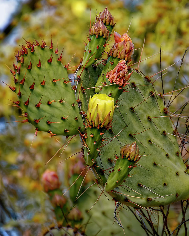 Prickly Pear Cactus v1729 Photograph by Mark Myhaver