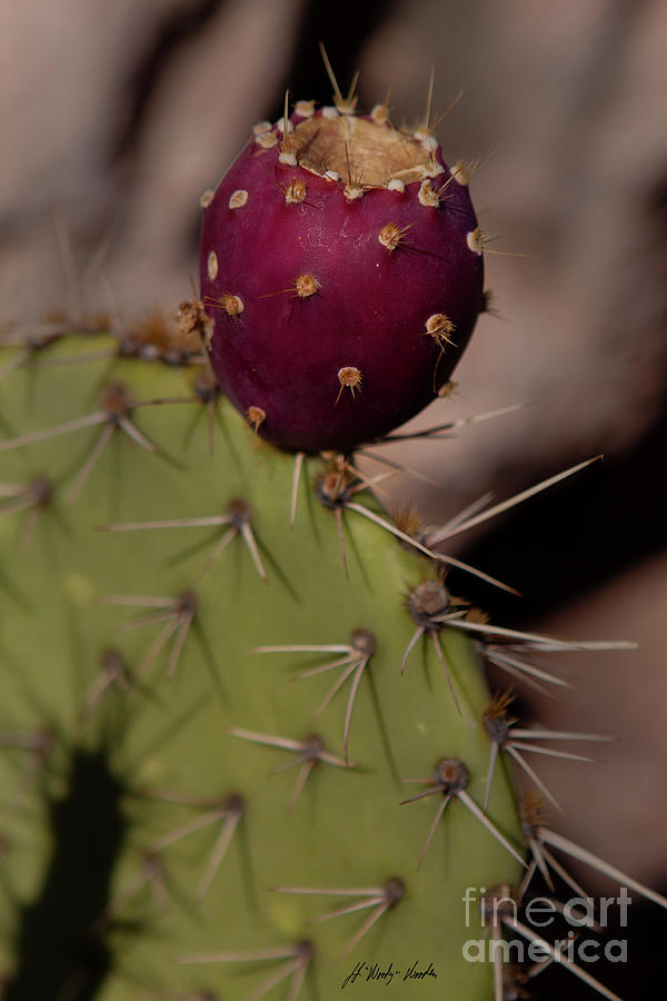 Prickly Pear Cactus With Fruit-Signed-#1021 Photograph by J L Woody Wooden
