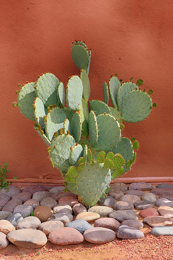 Prickly Pear Photograph by Chris Smith