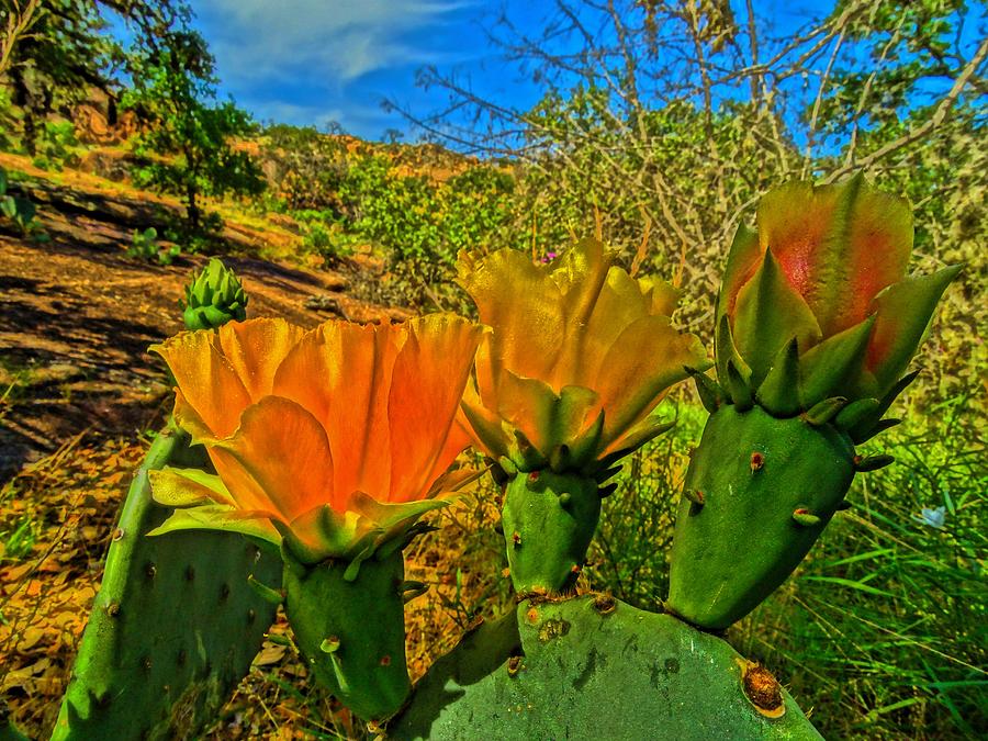 Nature Photograph - Prickly Pear by Dennis Nelson