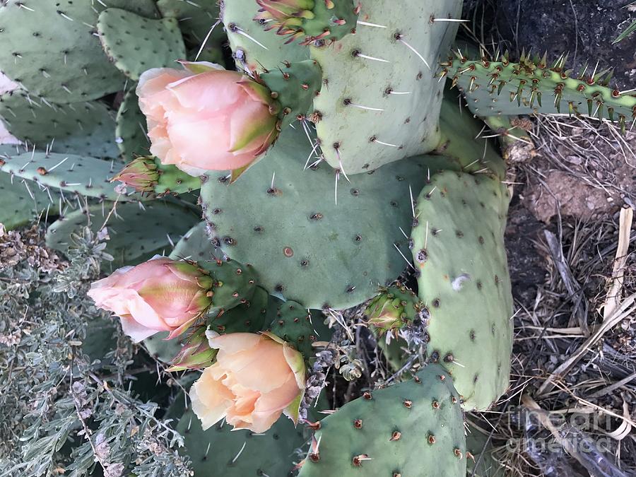 Prickly Pear Photograph by Erika Jean Chamberlin