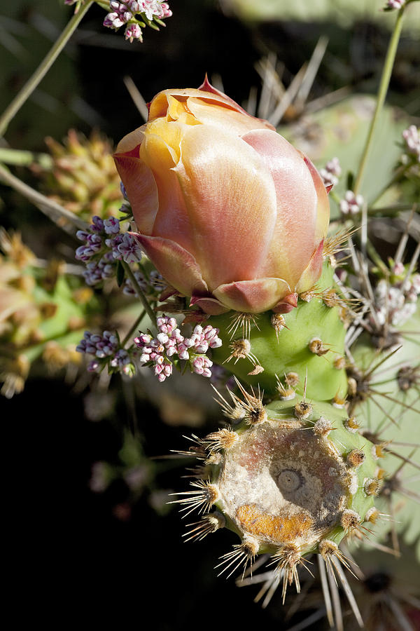 Prickly Pear Photograph - Prickly Pear Flower 4 by Kelley King
