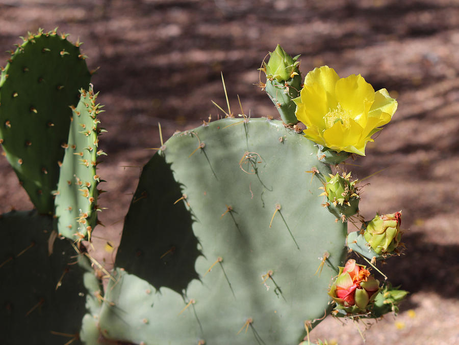 Prickly Pear Flower And Buds Photograph by Lorraine Baum