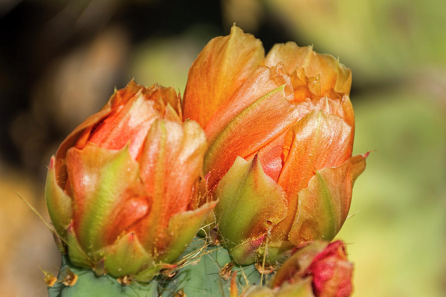 Prickly Pear Flower H06 Photograph
