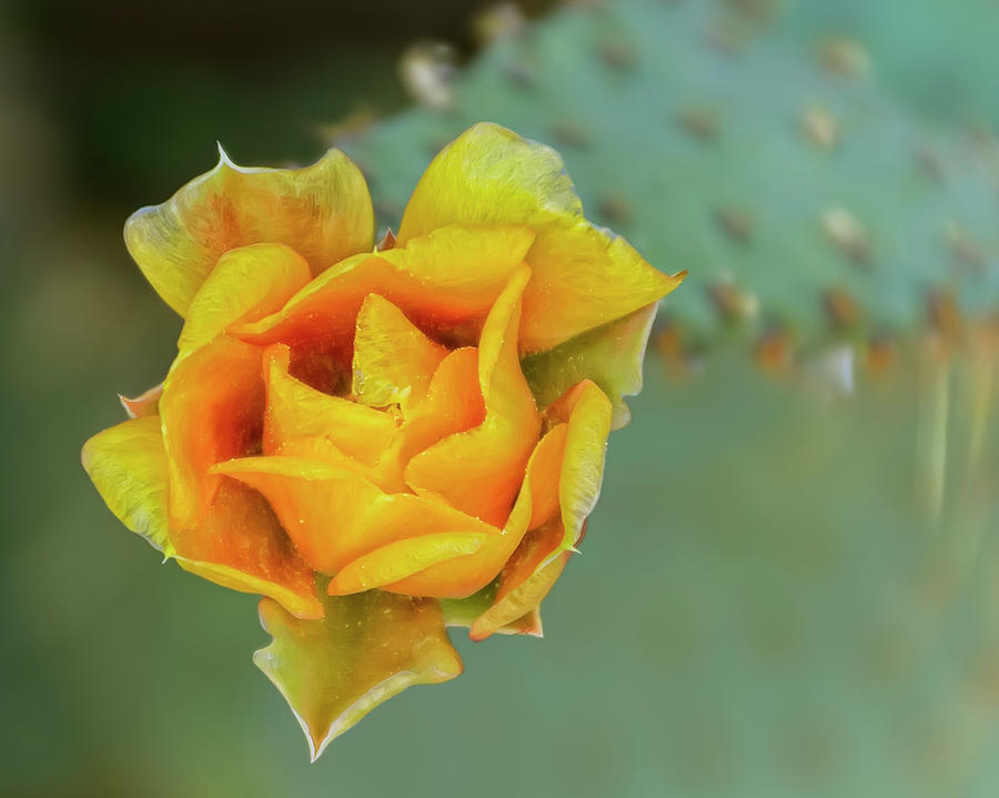 Prickly Pear Flower H11 Photograph by Mark Myhaver