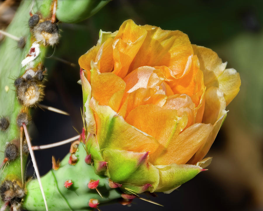 Prickly Pear Flower h22 Photograph by Mark Myhaver