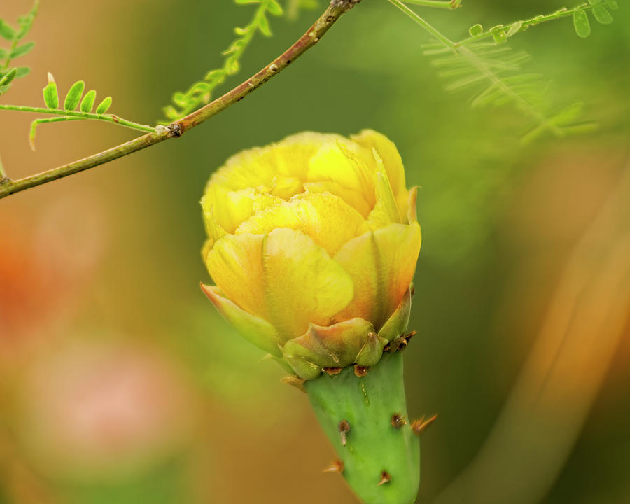 Prickly Pear Flower H45 Photograph