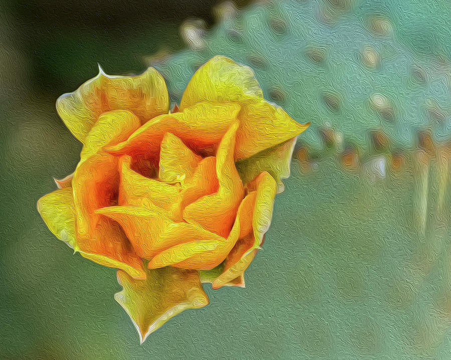 Prickly Pear Flower OP12 Photograph by Mark Myhaver