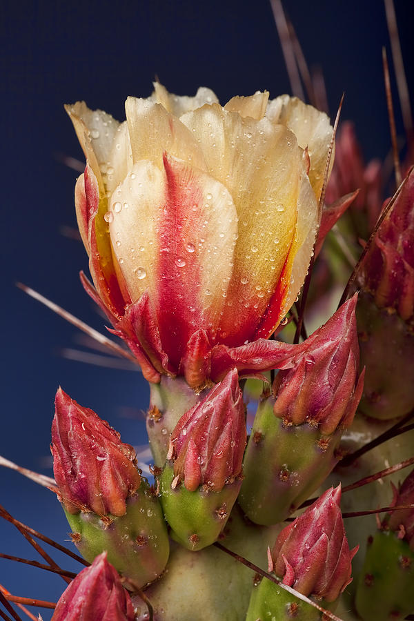 Prickly Pear Flower Wet Photograph by Kelley King