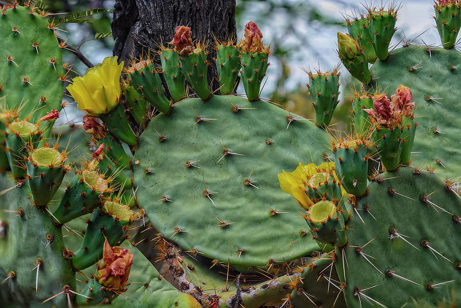 Prickly Pear Flowers H35 Photograph by Mark Myhaver