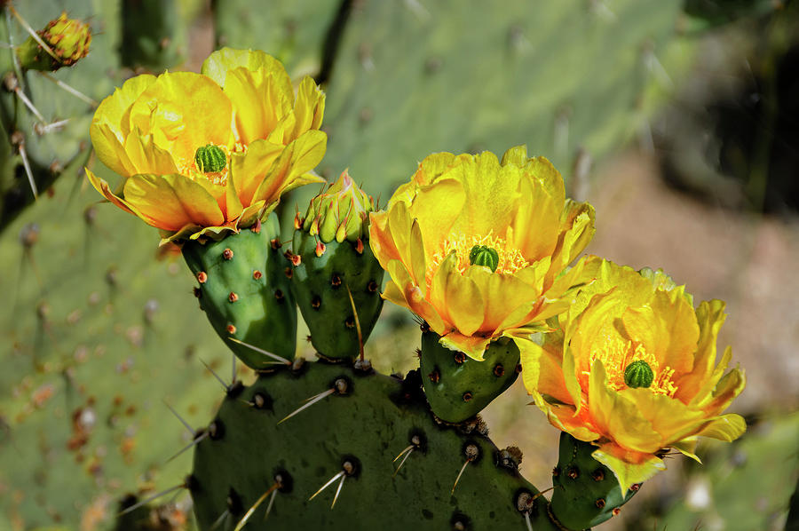 Prickly Pear Flowers h42 Photograph by Mark Myhaver