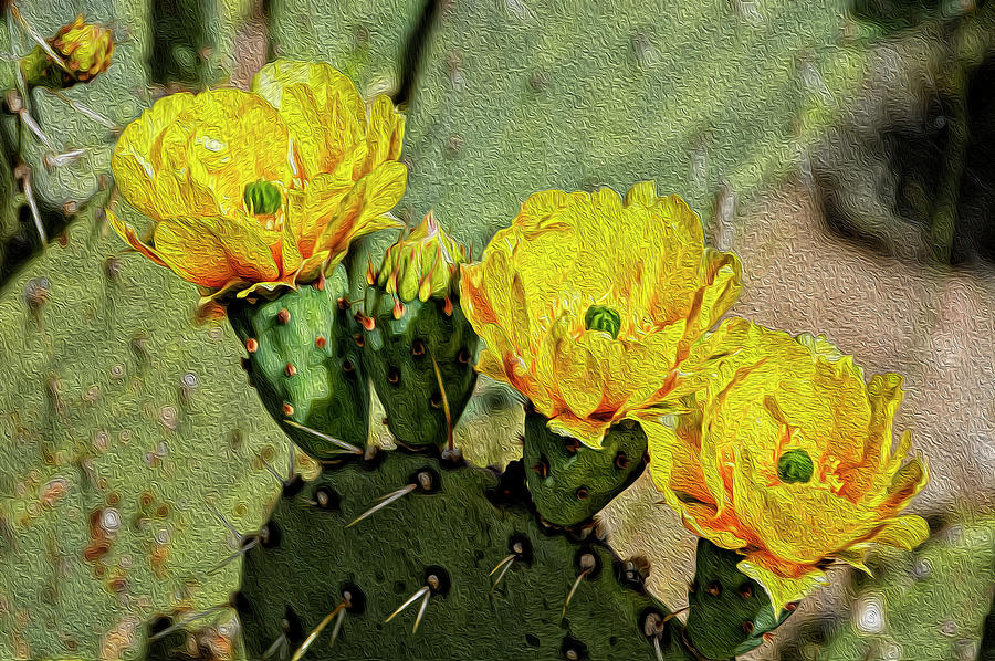 Prickly Pear Flowers op42 Photograph by Mark Myhaver