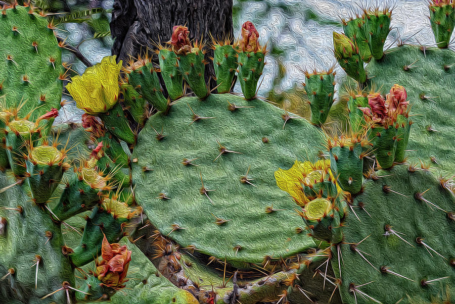 Prickly Pear Flowers OP46 Photograph by Mark Myhaver