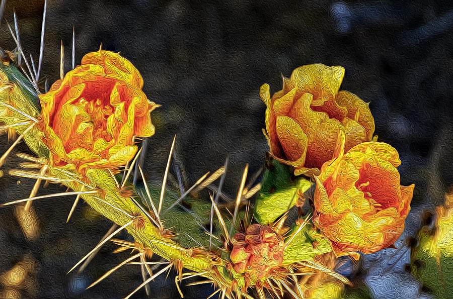 Prickly Pear Flowers OP49 Photograph by Mark Myhaver
