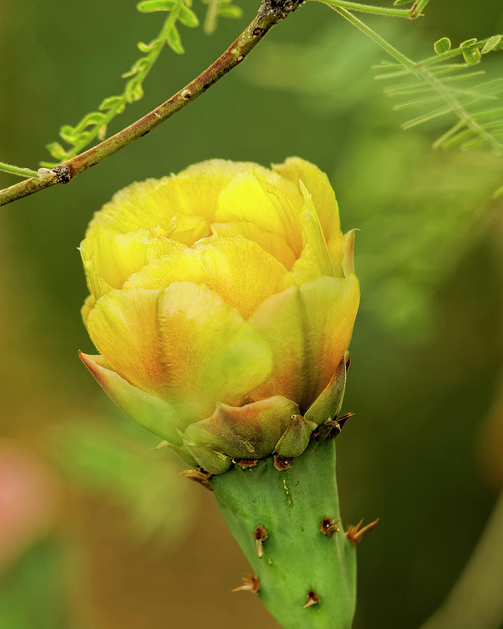 Prickly Pear Flower V33 Photograph