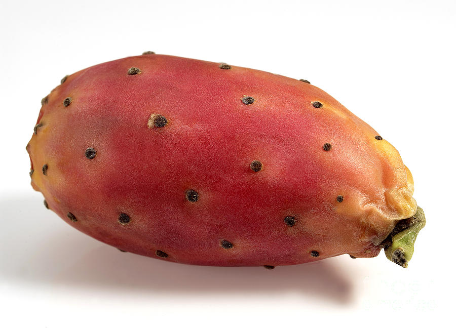 Prickly Pear Fruit Photograph by Gerard Lacz