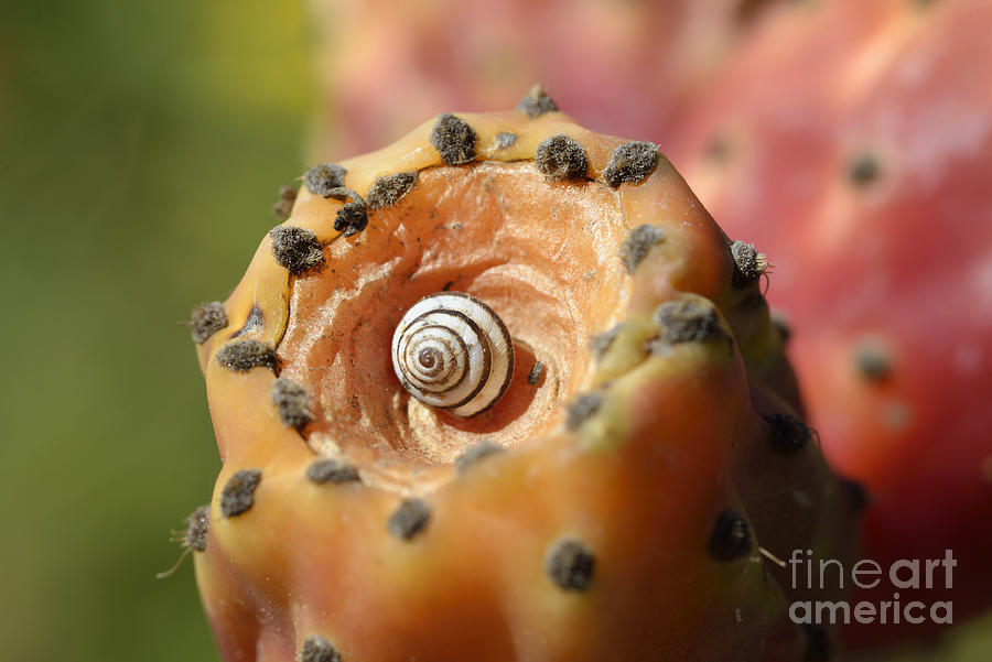 Prickly pear fruit with snail Photograph by George Atsametakis