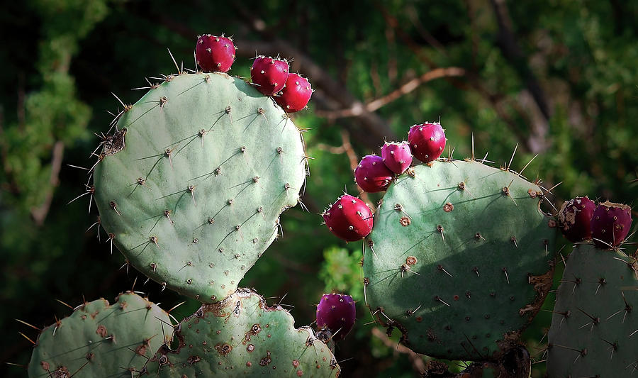 Prickly Pear Fruits Photograph by Elaine Malott