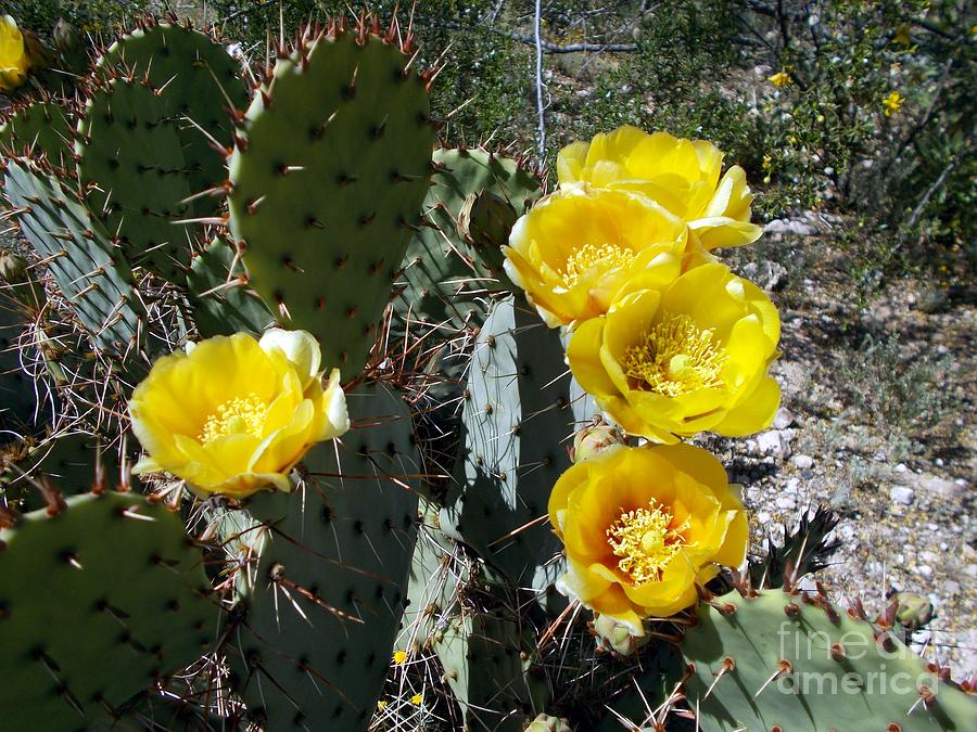 Prickly Pear Glory Photograph by Jerry Bokowski