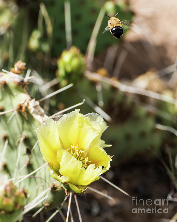 Prickly Pear Honey Photograph by Steven Natanson